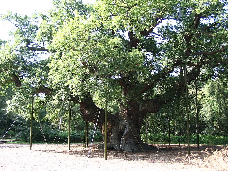 File:Oldest tree in Sherwood Forest park.JPG