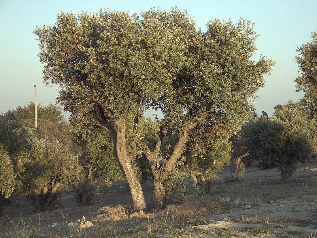 זית (סוג)