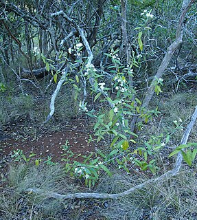 <i>Olearia canescens</i> Species of shrub