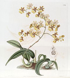 Description de l'image Oncidium auricula - Oncidium harrisonianum - Edwards vol 19 pl 1569 (1833).jpg.