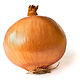 Onion on White