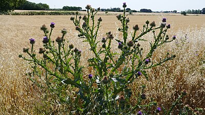 Onopordum acanthium (Onopordon à feuilles d'acanthe, Lunel-Viel)