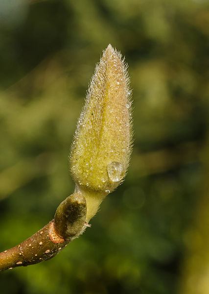 File:Ontdooiende beijzelde bloemknop van Magnolia. Locatie, Tuinreservaat Jonkervallei 03.jpg