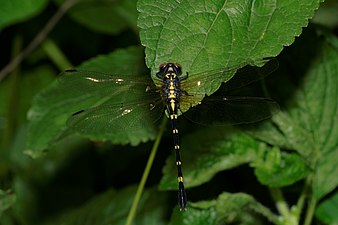 Onychogomphus nilgiriensis female