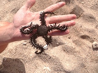 <span class="mw-page-title-main">Ophiacanthida</span> Order of brittle stars