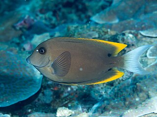 <i>Ctenochaetus tominiensis</i> Species of fish