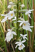 Calanthe odora