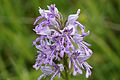 Orchis militaris France - Vercors