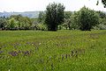 But Anacamptis morio doesn't dominate here even though this would be described as an "orchid meadow"