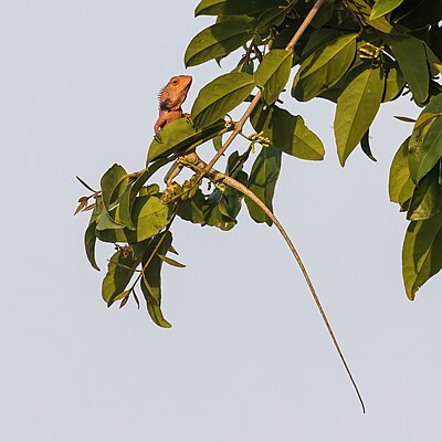 Oriental garden lizard (Calotes versicolor) in a mango tree in Laos