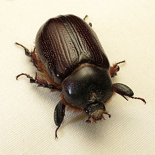 <i>Orizabus</i> Genus of beetles
