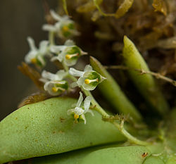 Ornithocephalus manabina at Vallarta Botanical Gardens.jpg