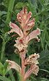 Orobanche alba Germany - Tauberland