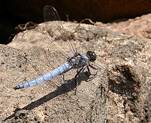 La libellule Orthetrum brun