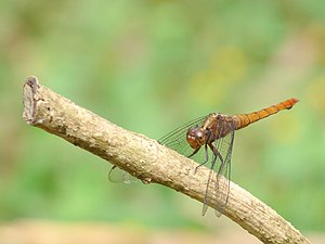 Brown-backed Red Marsh Hawk Orthetrum chrysis female