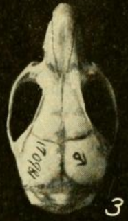 <i>Transandinomys talamancae</i> A small rodent found from Costa Rica to northern South America