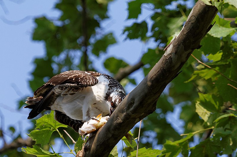 File:Osprey at Dyke Marsh 02.jpg