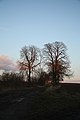 Čeština: Celkový pohled na památné stromy Čtyři aleje kolem Velkopolského dvora - Severovýchodní alej u Kralic nad Oslavou, okr. Třebíč. English: Overview of Famous trees Čtyři aleje kolem Velkopolského dvora - Severovýchodní alej near Kralice nad Oslavou, Třebíč District.