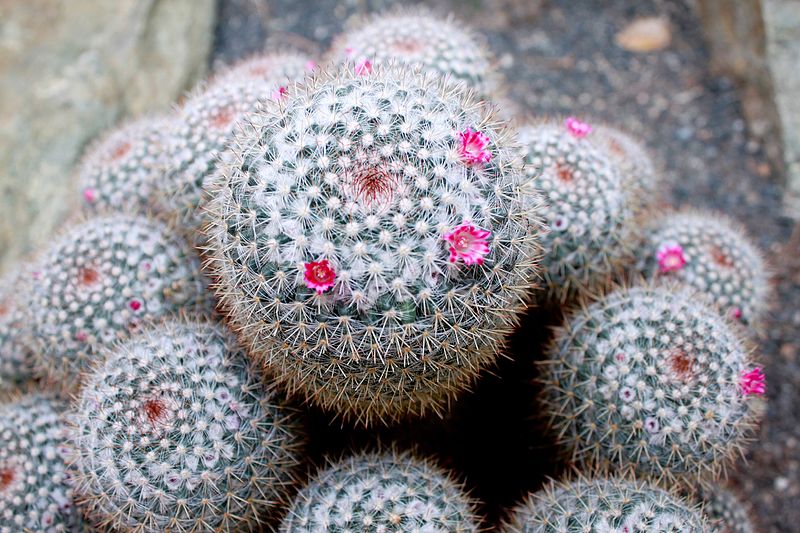 File:Owl's Eyes -Mammillaria parkinsonii.jpg