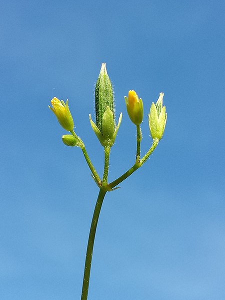 File:Oxalis stricta sl14.jpg