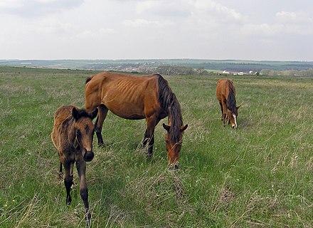 Самый большой степной заповедник. Хомутовская степь. Заповедники Донбасса Хомутовская степь. Хомутовская степь лошадь. Хомутовская степь животный мир заповедника.