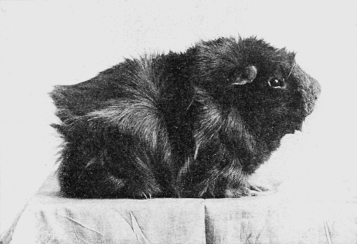 PSM V76 D431 Dark rough haired guinea pig.png