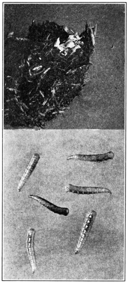 PSM V81 D046 Puparia and larvae of the house fly.png