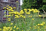 Crepis vesicaria üçün miniatür