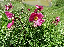 Paeonia intermedia (Paeoniaceae) (44693285251).jpg