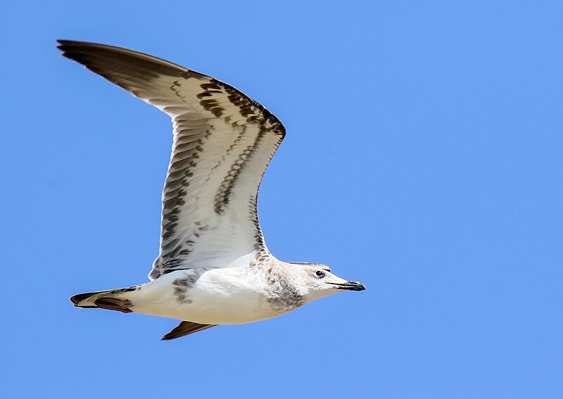 File:Pallas's Gull (Larus ichthyaetus) (37199018665).jpg