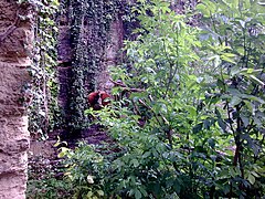 Le vallon des Pandas Roux.