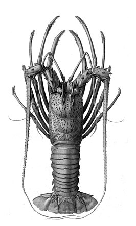 Panulirus longipes