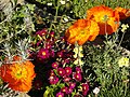 Papaver nudicaule cultivar