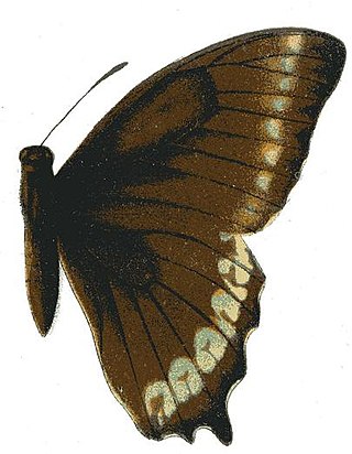 <i>Papilio phorbanta</i> Species of butterfly