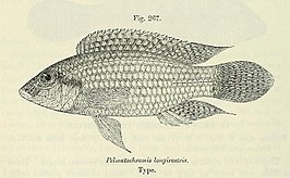 Parananochromis longirostris