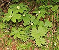 with Trillium smallii and Diphylleia grayi Mount Tsurugi, Toyama prefecture, Japan