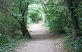 Path in Nunnery Wood - geograph.org.uk - 1495210.jpg