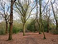 Path in Queen's Wood, Highgate.