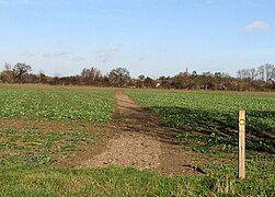 Path through brassicas - geograph.org.uk - 2256530.jpg