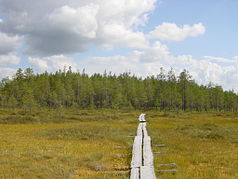 On the designated paths, wooden bridges make it easier to get around the moor