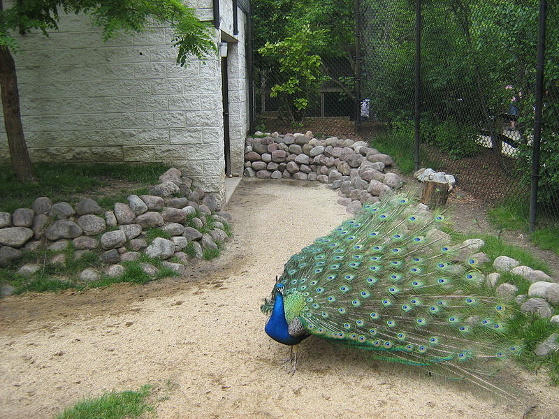 File:Peacock at the Cosley Zoo.jpg