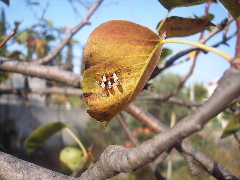 File:Pear rust fungi (Gymnosporangium sabinae).jpg