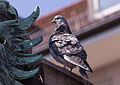 * Nomination Detalis from the side figure with pigeon on the Pegnitz bridge, so called Museumsbridge, The oldest bridge in Nuremberg, Bavaria --Hubertl 01:53, 24 October 2015 (UTC) * Promotion Good quality. --Johann Jaritz 02:26, 24 October 2015 (UTC)