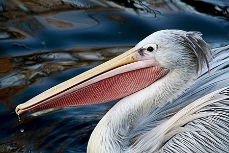 Pelican (Pelecanus rufescens)