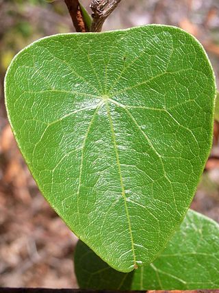 <i>Stephania japonica</i> Species of plant