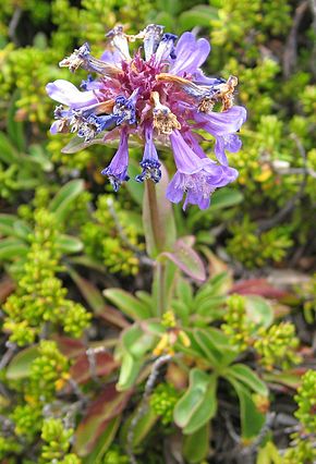 Kuvaus Penstemon procerus.jpg -kuvasta.