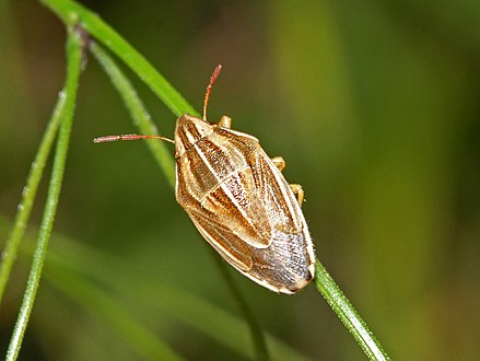 Вредная черепашка. Aelia acuminata. Элия остроголовая Aelia acuminata. Aelia acuminata Linnaeus, 1758. Aelia acuminata – остроголовый клоп.