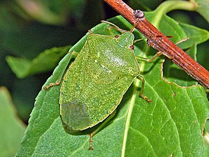 Bộ sưu tập Côn trùng - Page 9 300px-Pentatomidae_-_Nezara_viridula_f._smaragdula