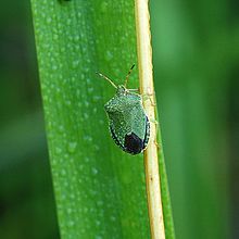 Pentatomidae Luc Viatour.jpg