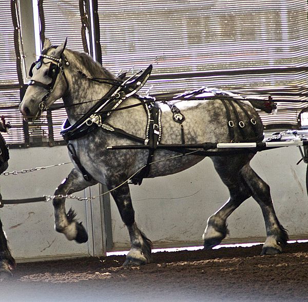 A Percheron in harness